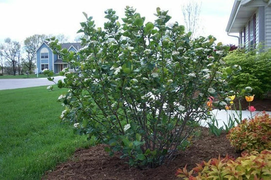 Black Chokeberry Shrub 16+ Inches Bare Root Aronia melanocarpa 1-2 Years Old