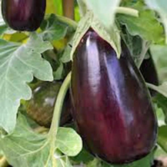 Eggplant Seeds, 50 Count, Black Beauty Heirloom, Non-GMO, Vegetable Seeds