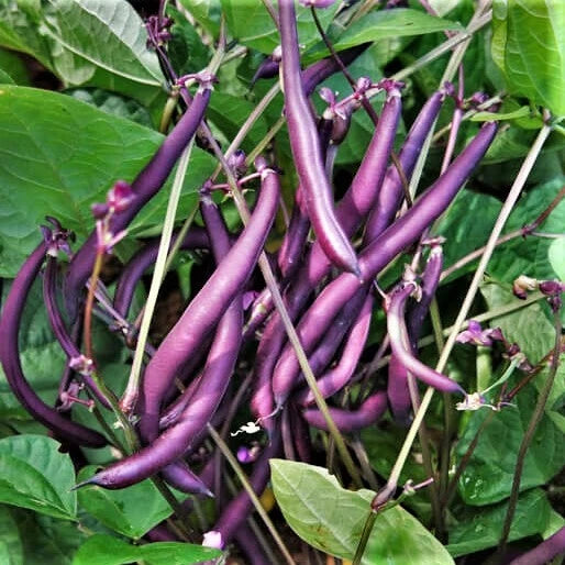 Bulk Royal Burgundy Bean Seeds | Non-GMO Heirloom Purple Green Beans | Phaseolus vulgaris