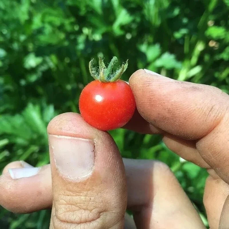 Red Currant Tomato Seeds - 30+ Heirloom Organic NON-GMO - Lycopersicon pimpinellifolium - Fresh Seed Pack