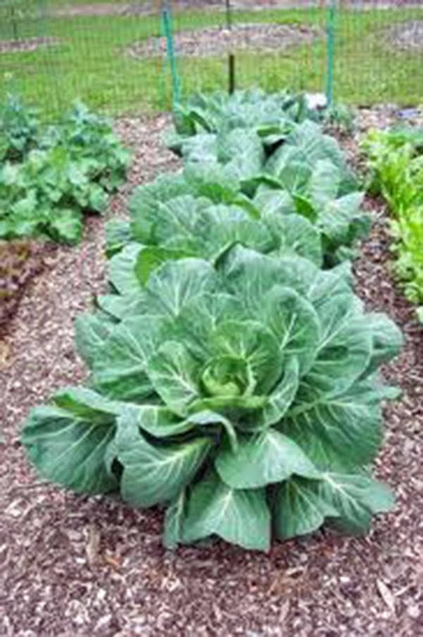 Collard Greens Seeds, Vates Variety, Heirloom Non-GMO, 200+ Seeds, Brassica oleracea