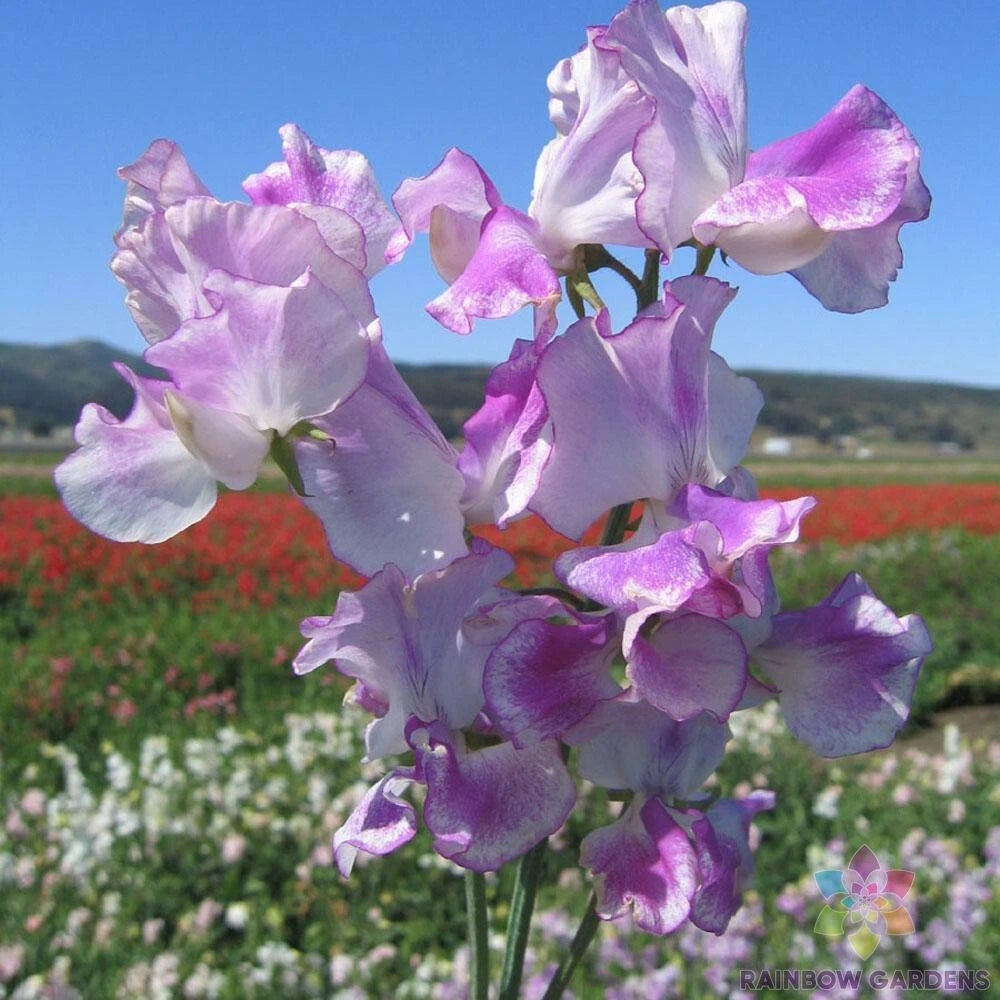 Lilac Ripple Sweet Pea Seeds - 50+ Pack for Garden Planting - Lathyrus odoratus - USA Shipping