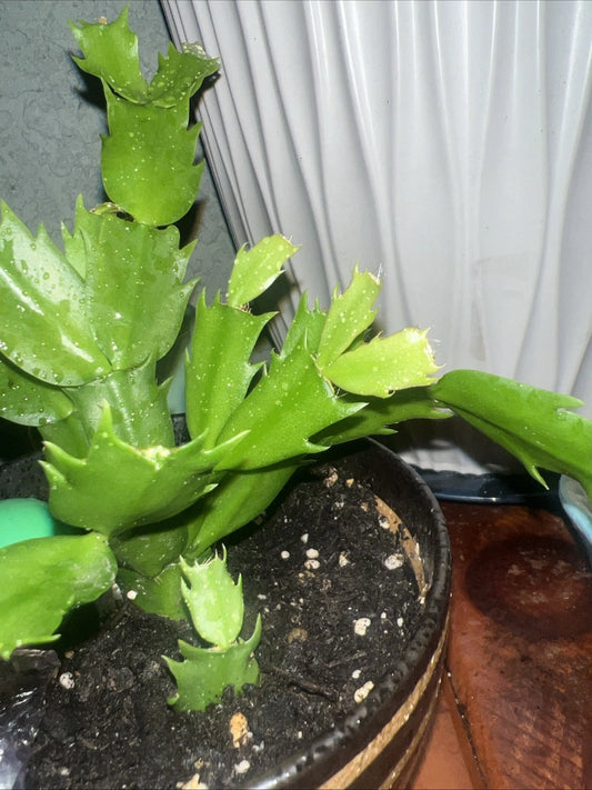 Christmas Cactus Starter Plant - Schlumbergera, Colorful Blooms, Easy Care Houseplant for Holiday Decor