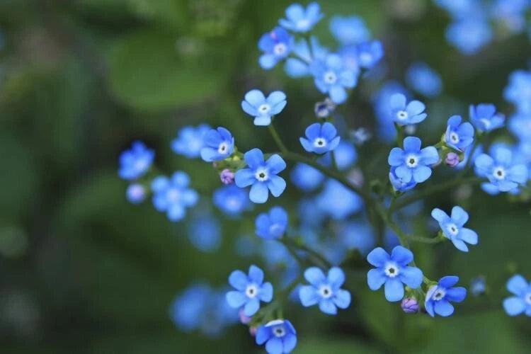 Forget Me Not Seeds, 100 Count, Blue Flower Essence Plant, Myosotis Sylvatica