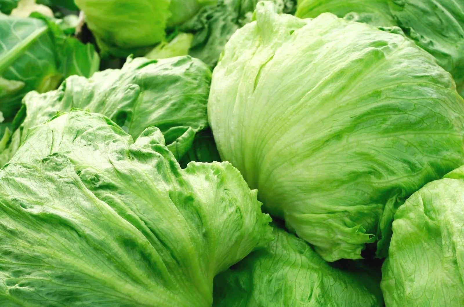 Iceberg Lettuce Seeds - Crisphead Variety, NON-GMO, Perfect for Garden Salads, Free Shipping