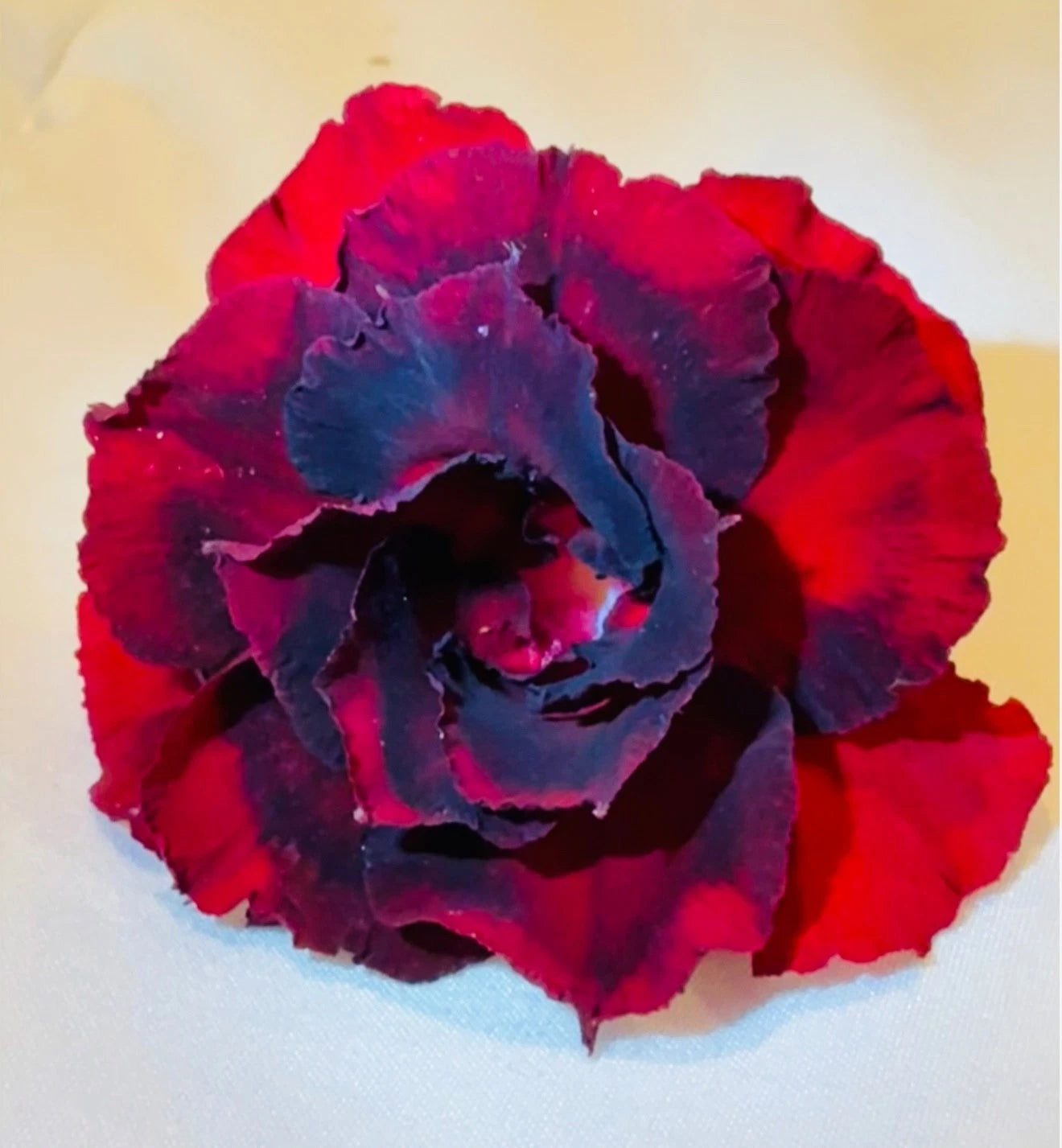 Cherry Slushy Desert Rose Adenium Obesum Small Rooted Seedling Plant 4-6 Inches