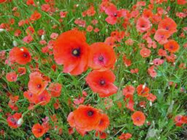 Shirley Poppy Seeds, 100+ Seeds, Bright Red Flowers, Long Lasting Blooms, Papaver rhoeas