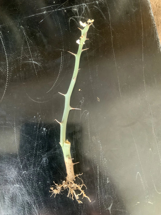 Adenia ballyi Cutting - Rare Well Rooted Succulent Plant - Unique Green Variety for Collectors