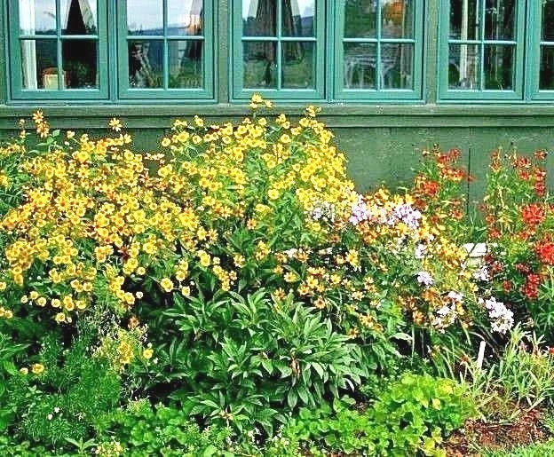 Autumn Sneezeweed Seeds - 500+ Perennial Wildflower for Summer Garden & Containers - Helenium autumnale