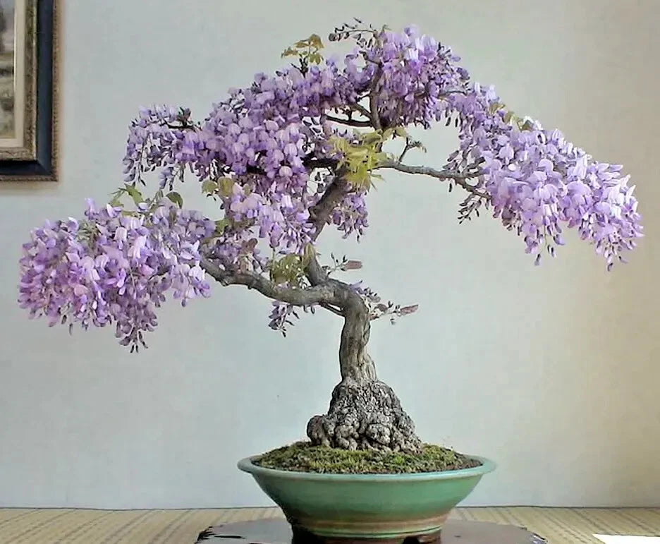 Chinese Wisteria Bonsai Tree Seeds | 10 Rare Purple Flowering Seeds | Wisteria sinensis