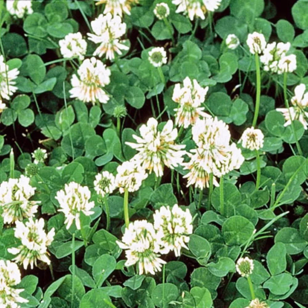 White Dutch Clover Seeds | Non-GMO Heirloom | Cover Crop | Trifolium repens | Fresh Flower Seeds