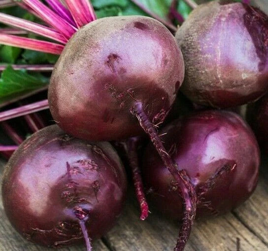 Beet Seeds 100+ Early Wonder Organic Vegetable Seeds Beta vulgaris, Survival Garden, Heirloom, Non-GMO, Free Shipping