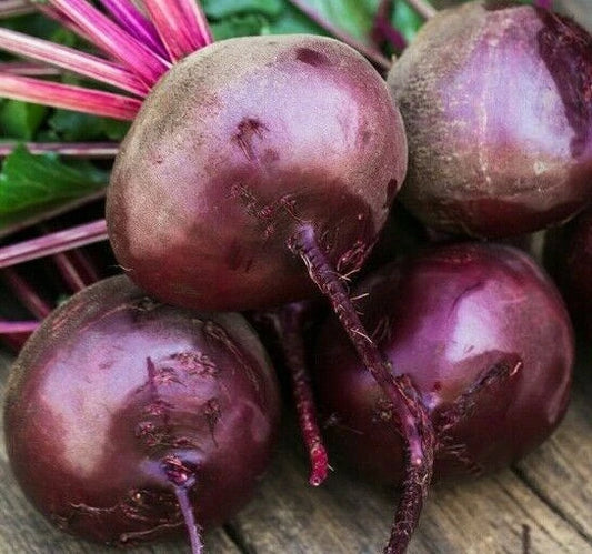 Beet Seeds 100+ Early Wonder Organic Vegetable Seeds Beta vulgaris, Survival Garden, Heirloom, Non-GMO, Free Shipping