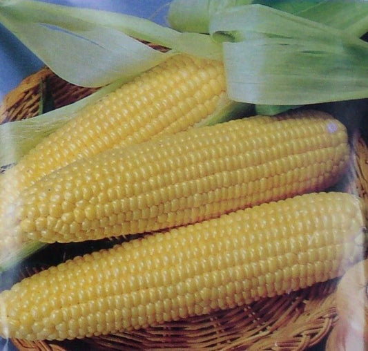 Iochief Sweet Corn Seeds - Fresh Non-GMO Seed for Planting - Zea mays