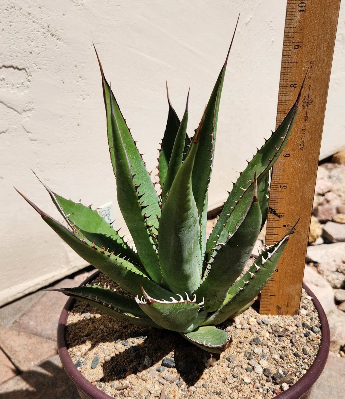 Agave Shawii Live Rooted Plant Succulent | Shaw's Agave | Perfect for Indoor & Outdoor Gardens | Agave shawii