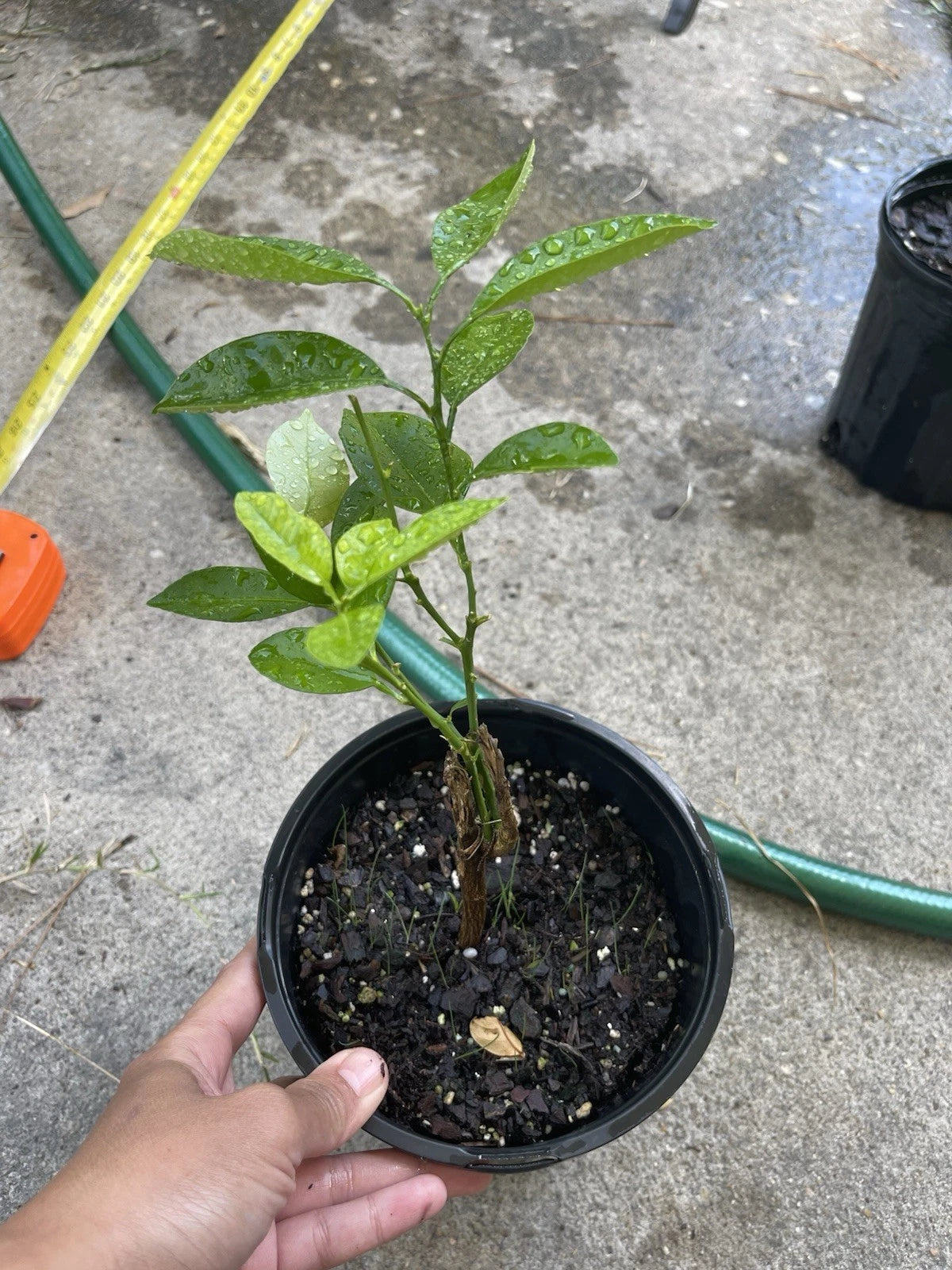 Calamansi Live Plant in Pot #3 - Asian Calamansi / Calamondin - Citrus Microcarpa