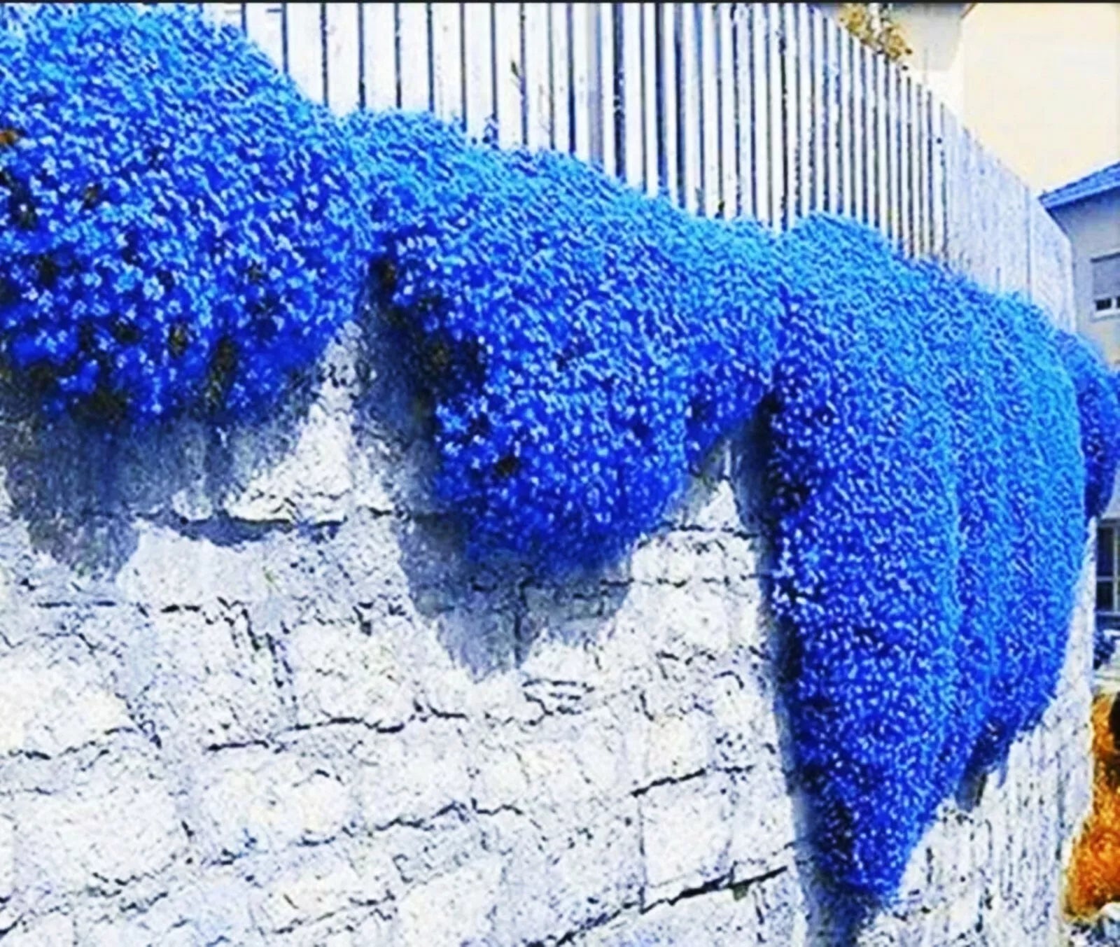 Creeping Thyme Herb Flower Seeds - Blue Ground Cover - Thymus Serpyllum - 100 Seeds
