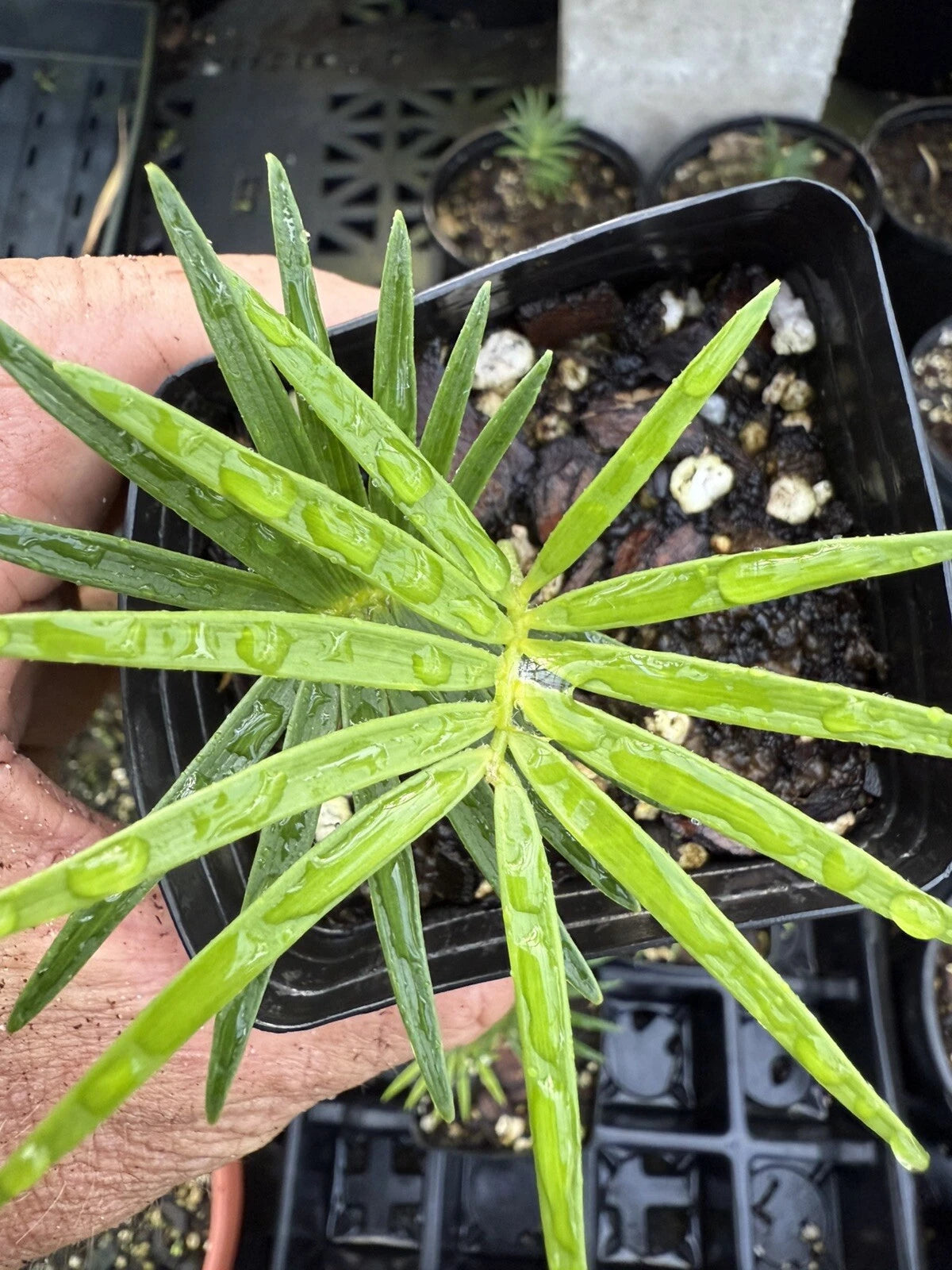Microcycas calacoma Holy Grail Cycad Plant - Rare Tropical Indoor Plant for Collectors