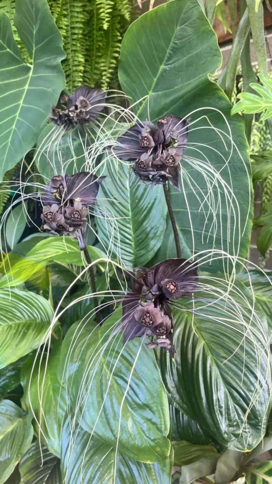 Black Bat Flower Plant - Small Rooted Starter - Tacca chantrieri - Rare Black Lily