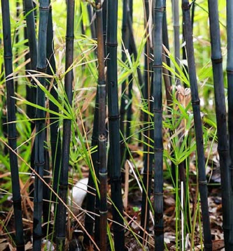 Black Bamboo Seeds - 50 Pack - Exotic Privacy Plant for Garden - Shade Screen - Bambusa vulgaris