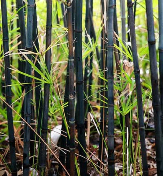 Black Bamboo Seeds - 50 Pack - Exotic Privacy Plant for Garden - Shade Screen - Bambusa vulgaris