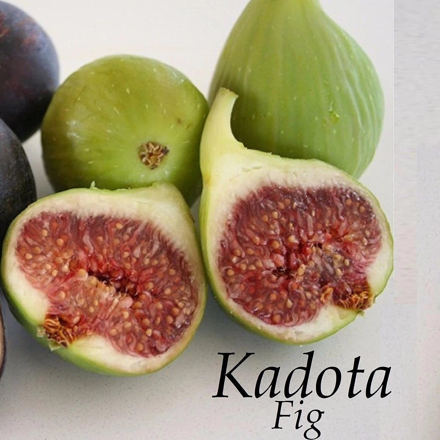 Kadota Fig Live Bare Root Plant 16+ Inches Ficus carica Greenish-Yellow Fruit Self-Pollinating Ideal for Canning