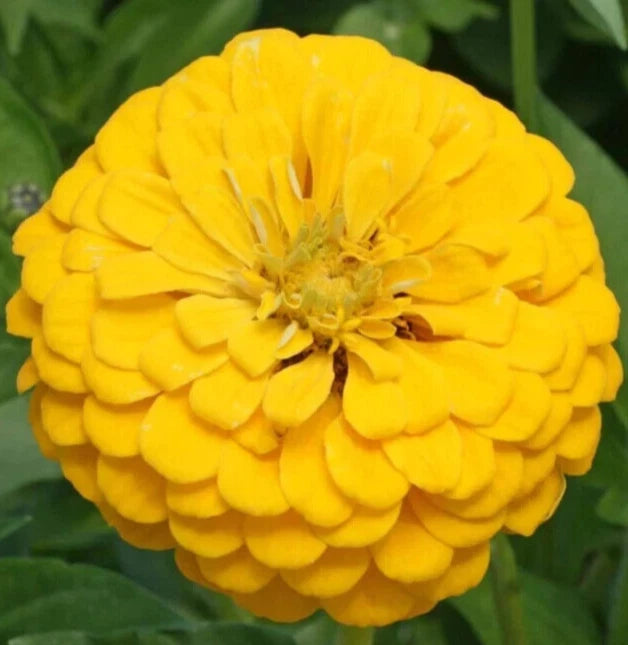 Canary Bird Zinnia Seeds - 200+ Yellow Annual Flower Seeds for Garden, Attracts Butterflies and Bees - Zinnia elegans