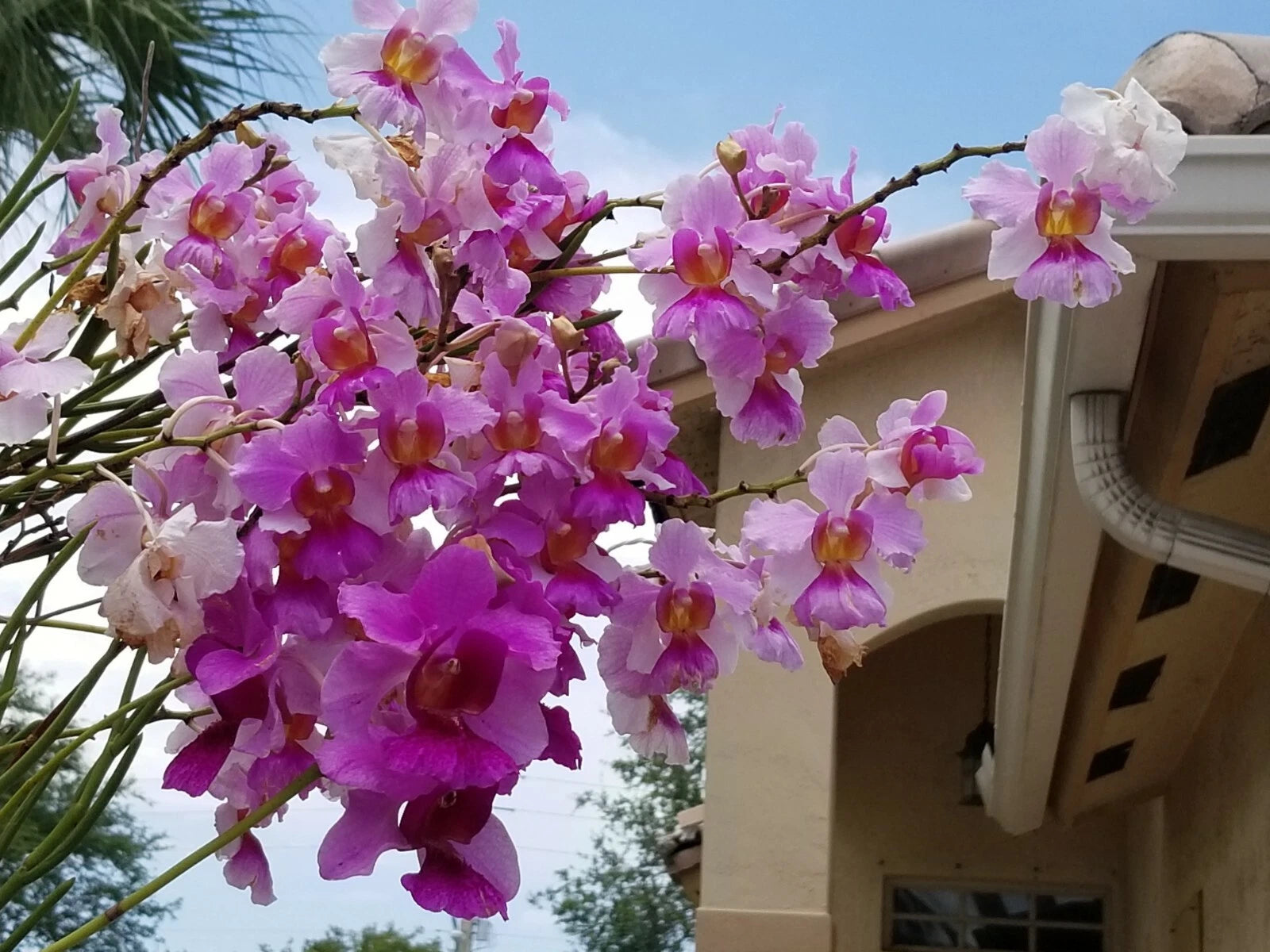 Miss Joaquim 'Douglas' Cuttings with Roots, 5"-8", Easy to Grow Plant, Orchid Hybrid (Vanda Miss Joaquim)