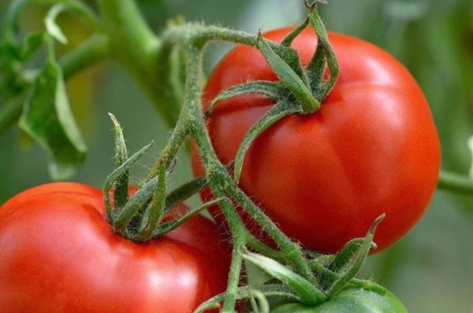 Manitoba Tomato Seeds, Prairie Variety, Cool Climate, Non-GMO, Heirloom, Solanum lycopersicum, Free Shipping