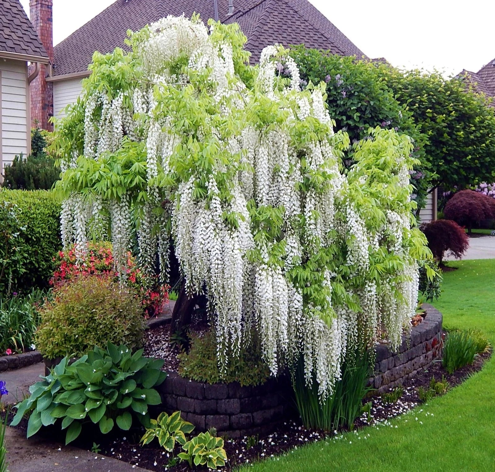 White Wisteria Seeds - Rare Hardy Climbing Flower Vine - Wisteria floribunda 'Alba'