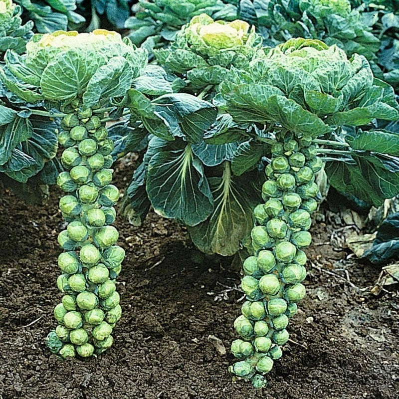 Brussel Sprout Seeds - 800+ Heirloom Organic Non-GMO - Catskill Variety