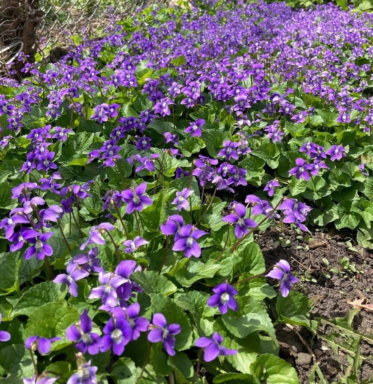 Purple Wild Violet Rhizomes 60+ Organic Bareroot Viola Perennial Edible Plant