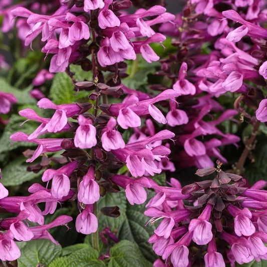 50 Pink Salvia Seeds | Perennial Flower Seeds for Hummingbirds | Salvia splendens