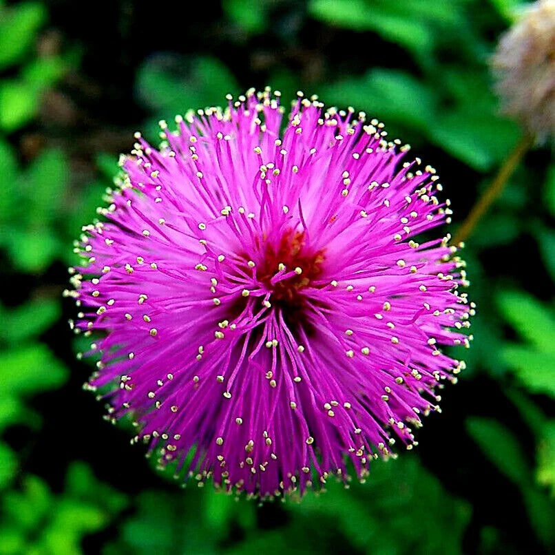 Mimosa Tree Seeds - Persian Pink Silk Flower - Albizia julibrissin - Ideal for Bonsai Cultivation