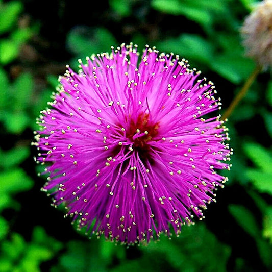 Mimosa Tree Seeds - Persian Pink Silk Flower - Albizia julibrissin - Ideal for Bonsai Cultivation