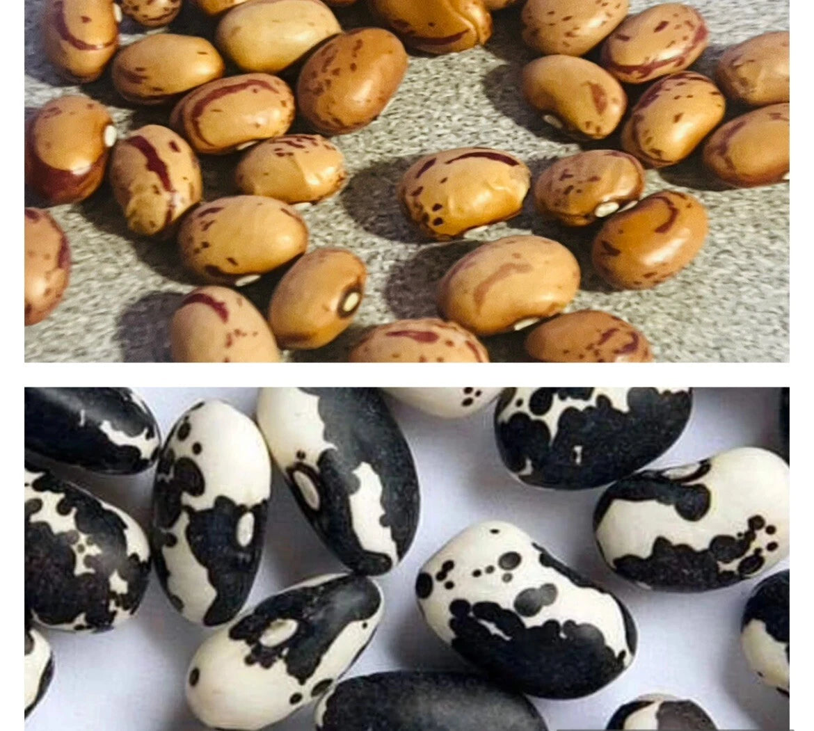 Calypso Bean Seeds 15 Pack & Cranberry Bean Seeds 30 Pack for Planting - Phaseolus vulgaris
