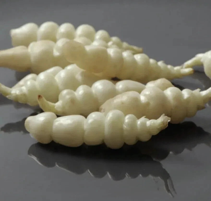 Chinese Artichoke Tubers - 3 Planting Tubers - Crosne - Stachys Affinis - USA Grown