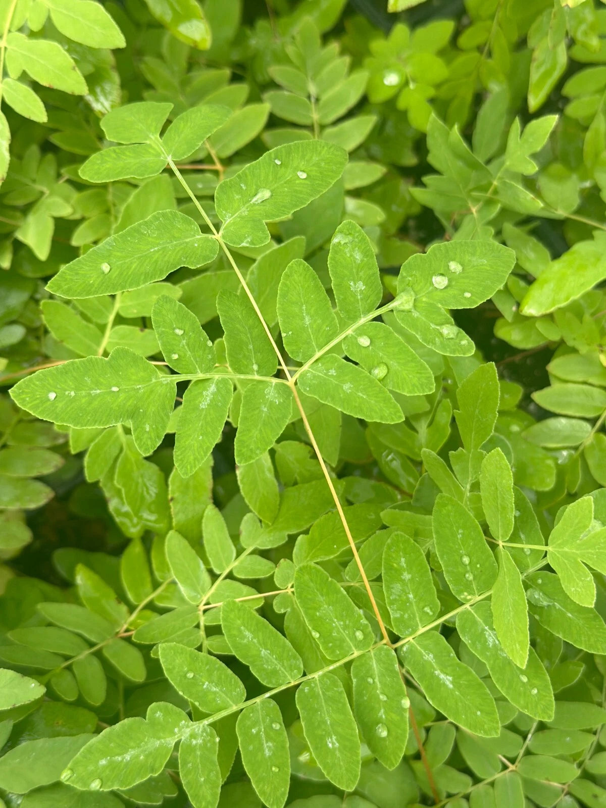 Bare-root Royal Fern Plant, Osmunda regalis, Hardy Perennial, Lush Green Foliage, Native to Wetlands