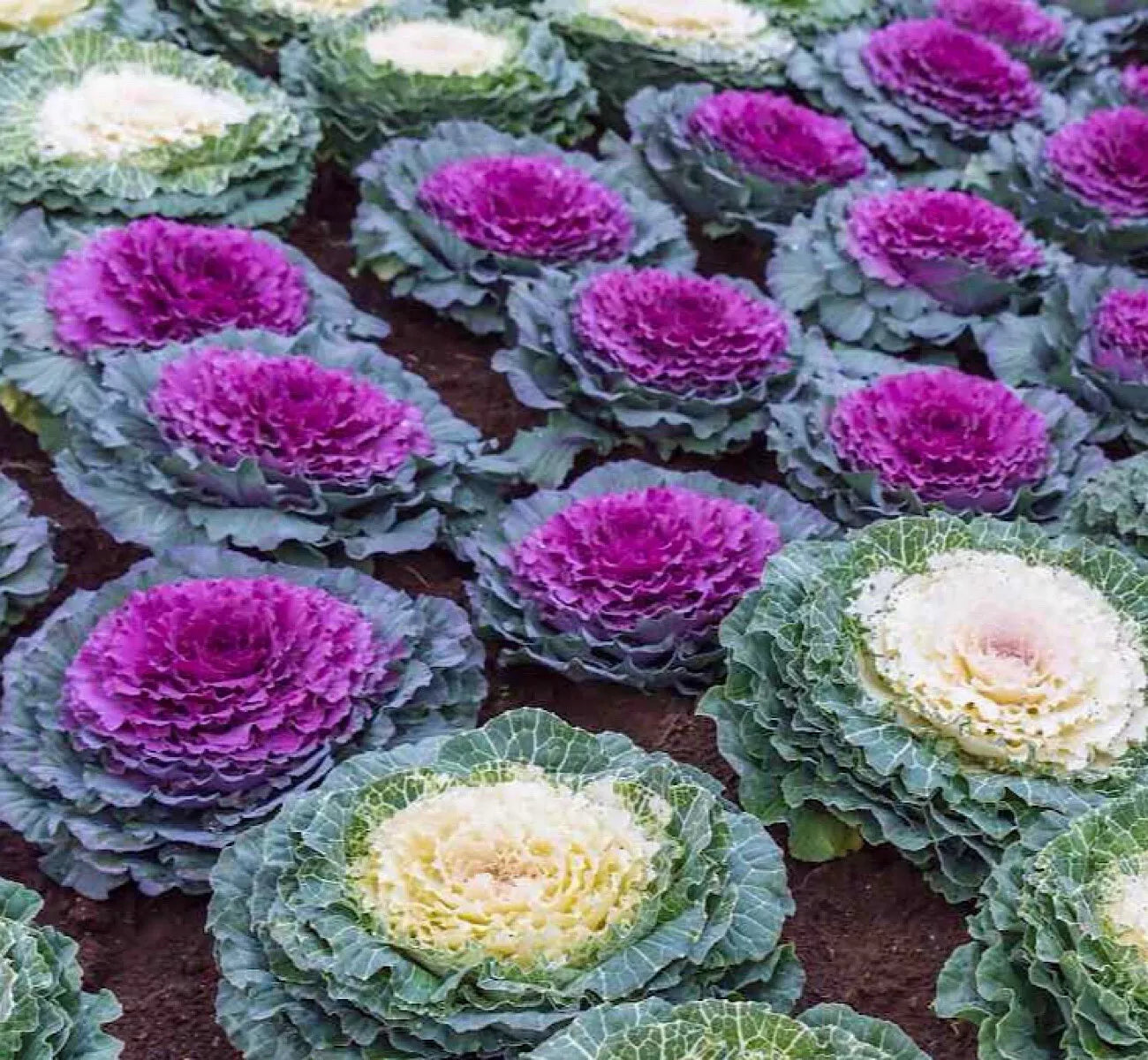 Ornamental Cabbage Seeds 25 Count - Brassica Oleracea - Colorful Decorative Foliage - Beautiful Flower US