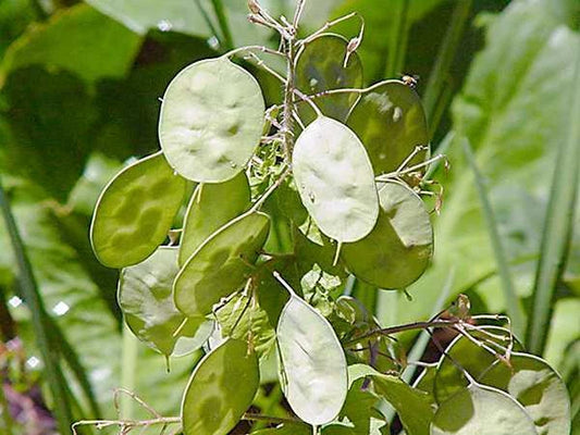 Lunaria Money Plant Seeds - 25 Fresh Seeds for Planting - Beautiful Silver Dollar Plant (Lunaria annua)