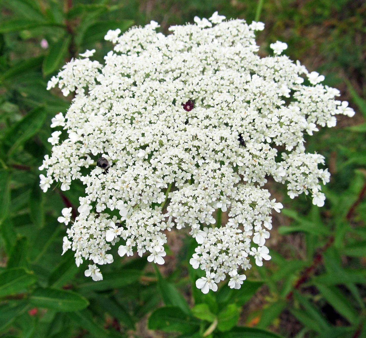 Bishops Flower Seeds | 500+ Non-GMO False Queen Anne's Lace | Garden Flower Seeds | Daucus carota
