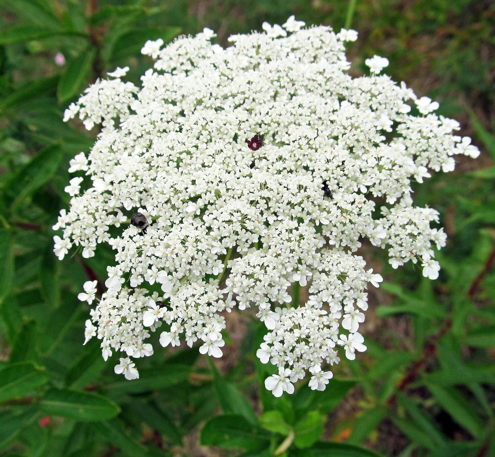 Bishops Flower Seeds | 500+ Non-GMO False Queen Anne's Lace | Garden Flower Seeds | Daucus carota