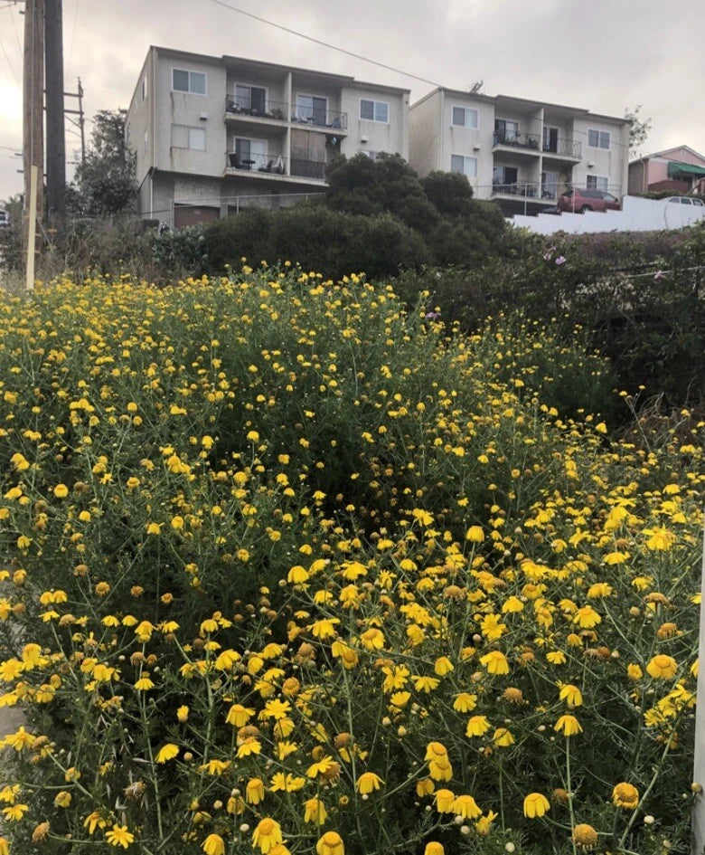 Garland Daisy Seeds - 2,000 Seeds - Flower Chrysanthemum - Perfect for Gardens and Landscaping - Chrysanthemum spp.