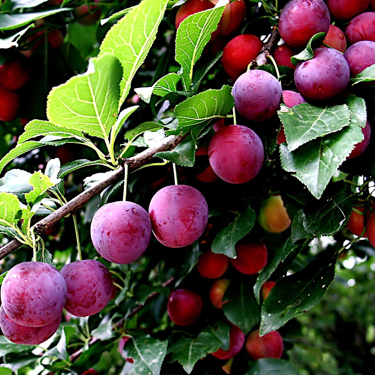 American Plum Tree Seeds - Prunus americana - Fast Fruit Flower Plant - Hardy Zone 3