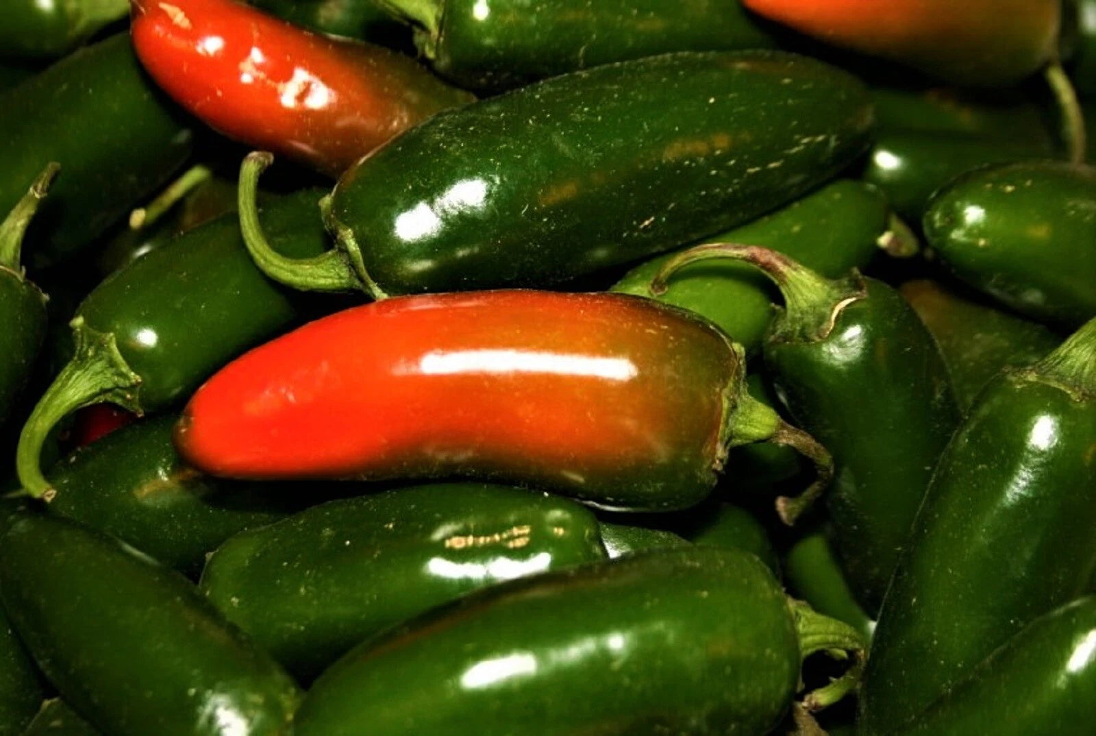 Jalapeno Hot Pepper Seeds - 50+ Non-GMO Seeds - Capsicum annuum - Ideal for Home Gardens