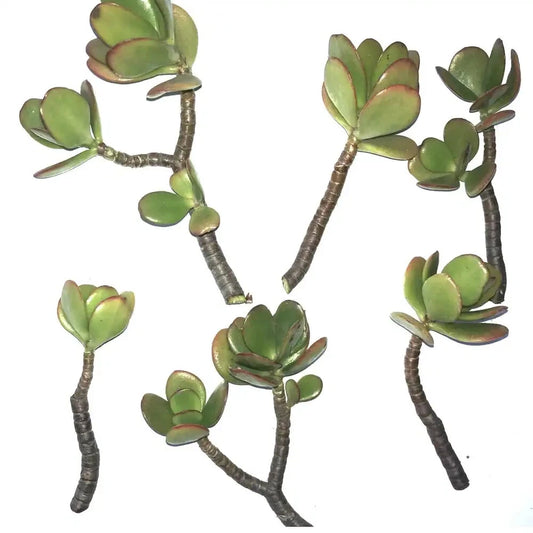 Jade Succulent Plant Cuttings 2/ea | Fresh, Fast Growing, Easy to Root | Crassula ovata