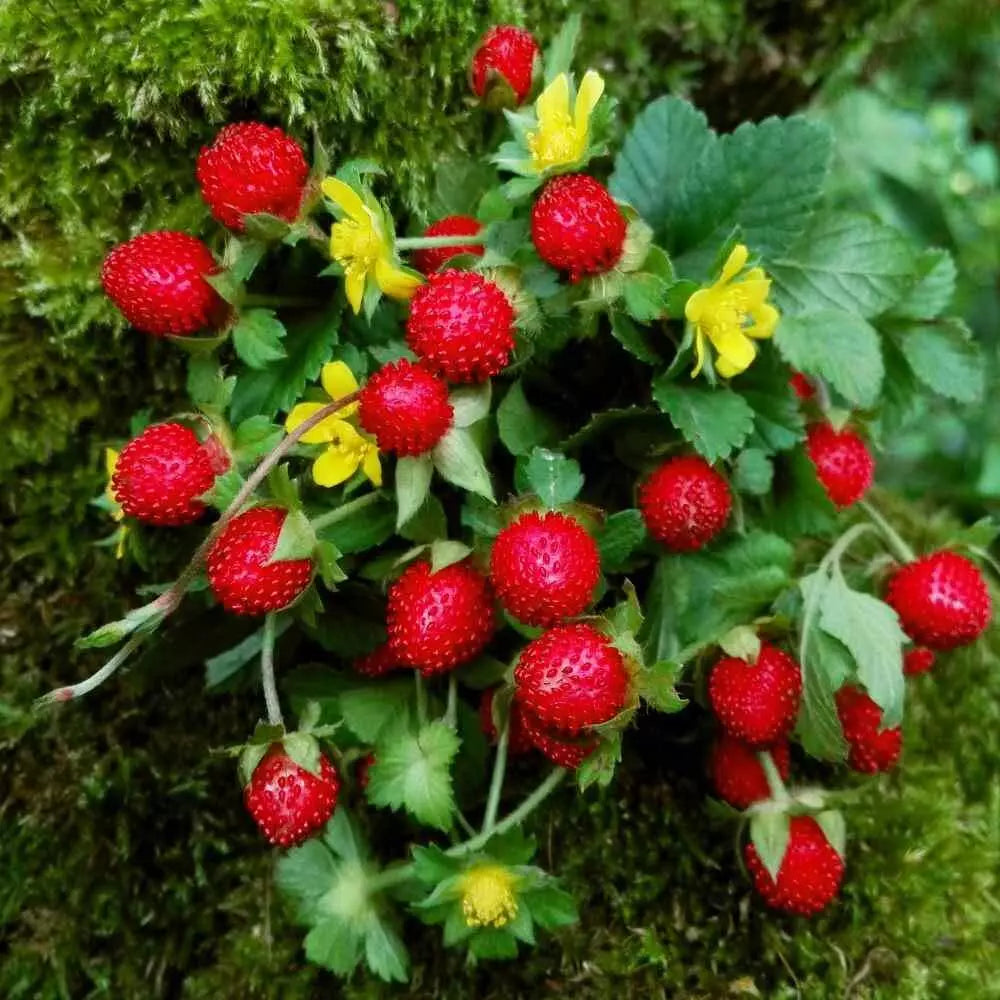 Indian Strawberry Vine Seeds (100 Seeds) - Duchesnea indica, Edible Ground Cover, Hardy Perennial, Fruit-Production