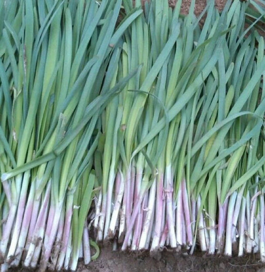 Garlic Chives Seeds - 200+ Seeds - Fragrant Purple Variety - Allium tuberosum - 紫根韭菜种子