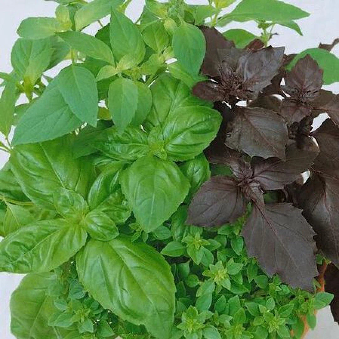 Basil Seeds Mixed 250++ Non-GMO Heirloom Culinary Blend | Ocimum basilicum | USA Seeds
