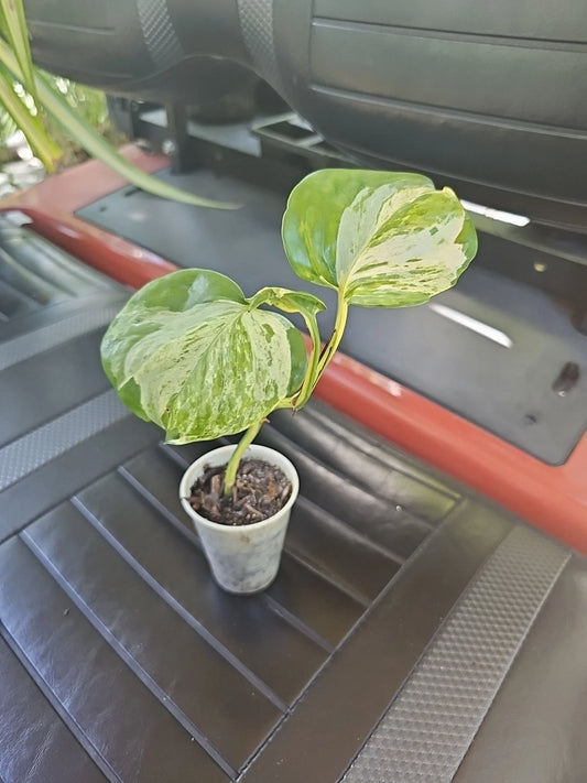 Manjula Pothos Plant - Fully Rooted, Epipremnum aureum, Indoor Houseplant, Variegated Green and White Foliage